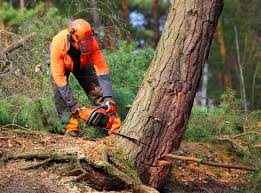 Best Tree Removal  in Berlin, NH