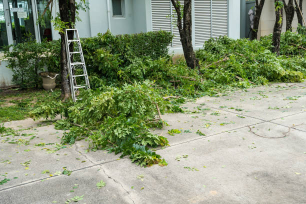 How Our Tree Care Process Works  in  Berlin, NH